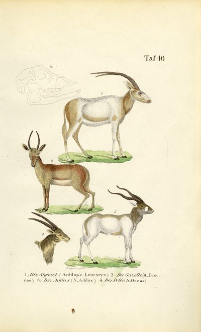 Afrikanske antilopearter af J. W. Tenhaeff