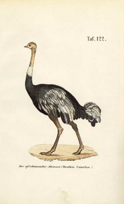 Afrikansk struds af J. W. Tenhaeff