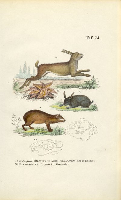 Agouti, hare og kanin af J. W. Tenhaeff