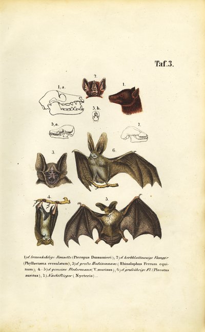 Flagermusarter og deres anatomi af J. W. Tenhaeff