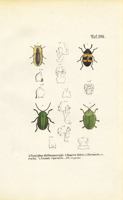 Billearter med morfologiske detailbilleder af J. W. Tenhaeff