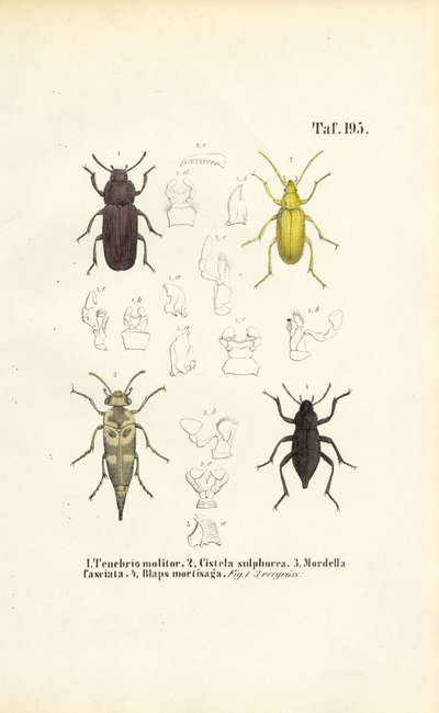 Biller af den mørke billefamilie af J. W. Tenhaeff