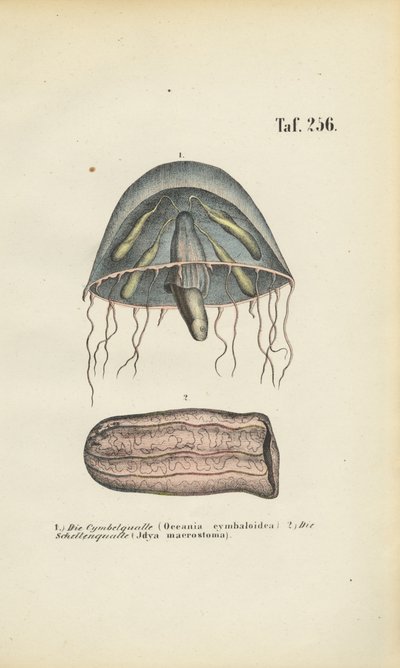 Klokkevandmænd og tøndevandmænd af J. W. Tenhaeff