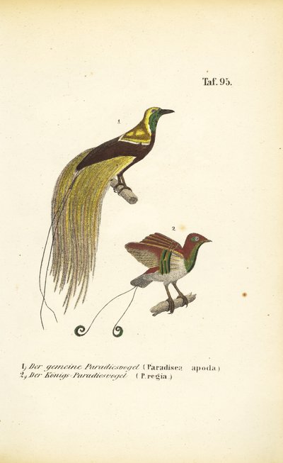 Paradisfugle fra Ny Guinea af J. W. Tenhaeff