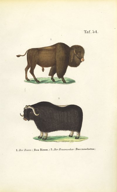 Bison og moskusokse af J. W. Tenhaeff