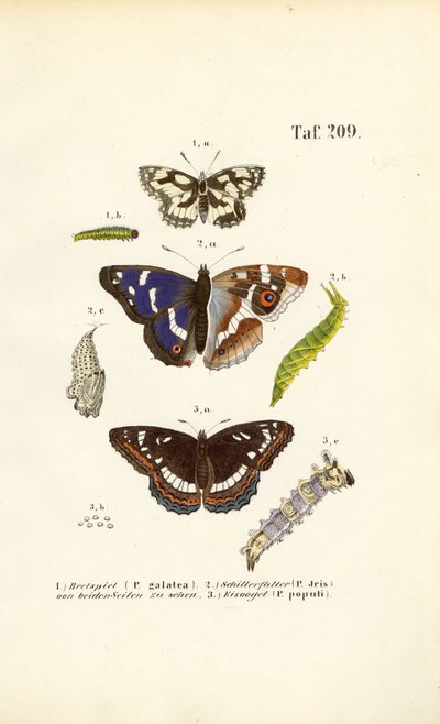 Sommerfugle med larver og metamorfose-stadier af J. W. Tenhaeff
