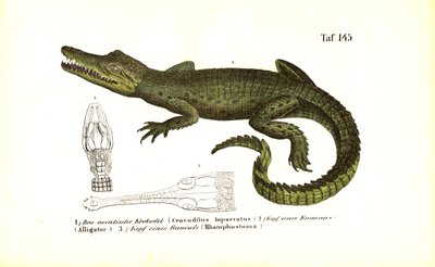 Krokodiller: Asiatisk krokodille og sammenlignende kranieanatomi af J. W. Tenhaeff