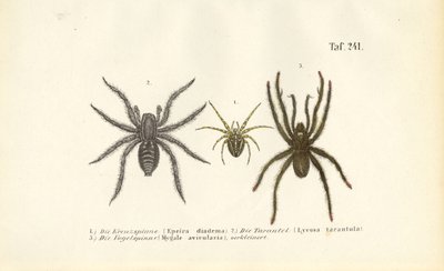 Farlige edderkoppearter af J. W. Tenhaeff