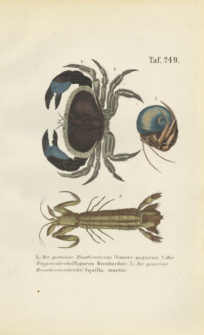 Forskellige arter af marine krebsdyr af J. W. Tenhaeff