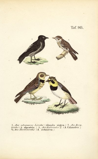 Forskellige arter af lærker af J. W. Tenhaeff