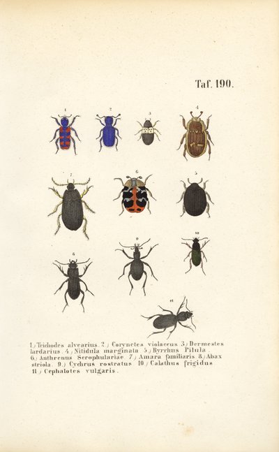 Mangfoldighed af europæiske billearter af J. W. Tenhaeff