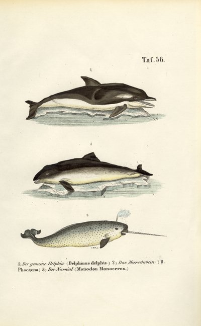 Delfiner og narhvaler af J. W. Tenhaeff