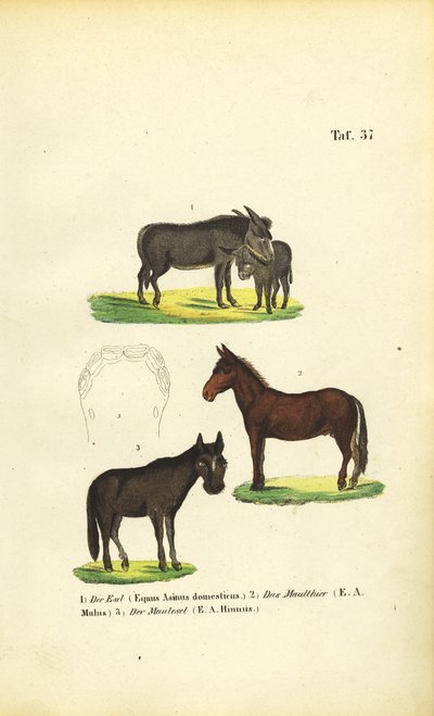 Tamæsler, muldyr og muler af J. W. Tenhaeff