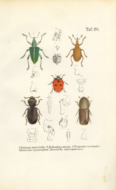 Økonomisk betydningsfulde billearter af J. W. Tenhaeff