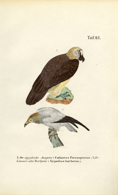 Gåsegrib og lammegrib af J. W. Tenhaeff
