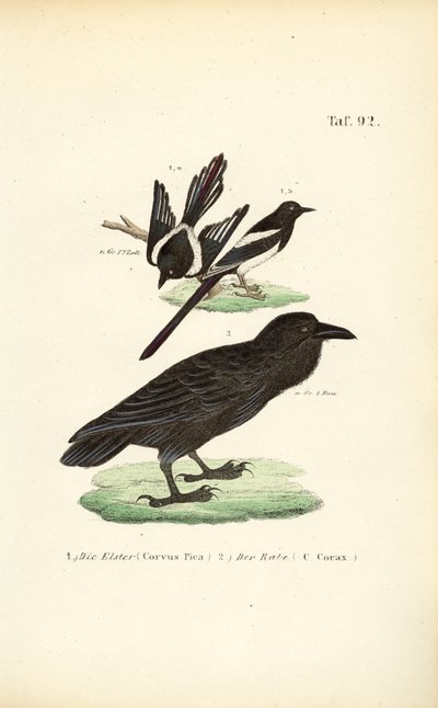 Skade og almindelig ravn af J. W. Tenhaeff