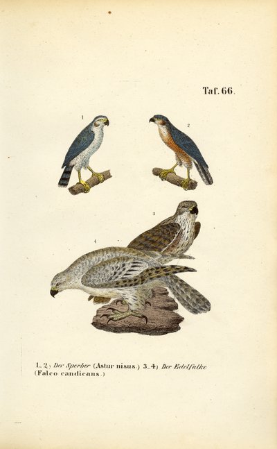 Spurvehøg og jagtfalk af J. W. Tenhaeff