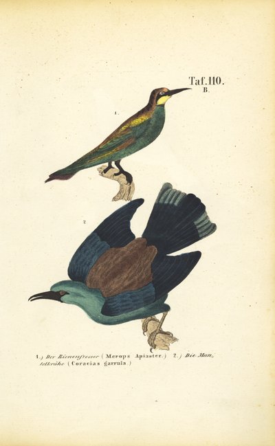 Europæisk biæder og europæisk rulle af J. W. Tenhaeff