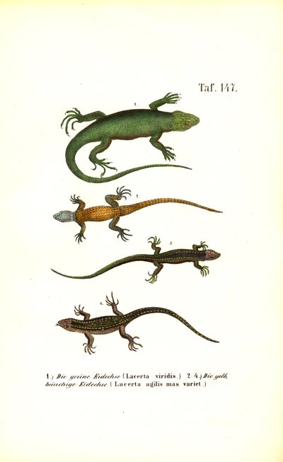 Europæiske firbenarter af J. W. Tenhaeff