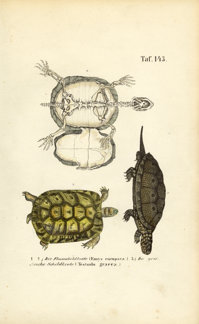 Europæisk sumpskildpadde og græsk landskildpadde af J. W. Tenhaeff
