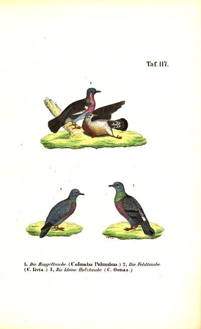 Europæiske vilde duer af J. W. Tenhaeff