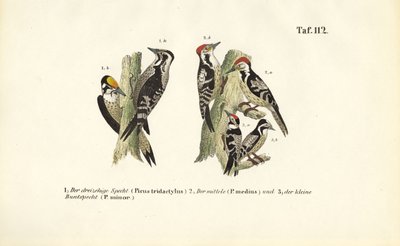 Europæiske spættearter af J. W. Tenhaeff