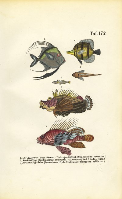 Eksotiske havfisk af J. W. Tenhaeff
