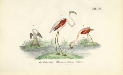 Flamingoer i vådområde af J. W. Tenhaeff
