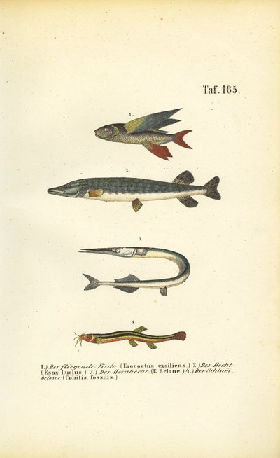 Flyvefisk, gedde og loach af J. W. Tenhaeff