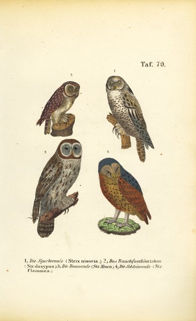 Fire europæiske uglearter af J. W. Tenhaeff