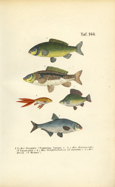 Ferskvandsfisk af karpefamilien af J. W. Tenhaeff