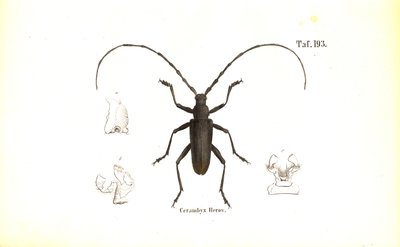 Stor Stenbuk-bille af J. W. Tenhaeff