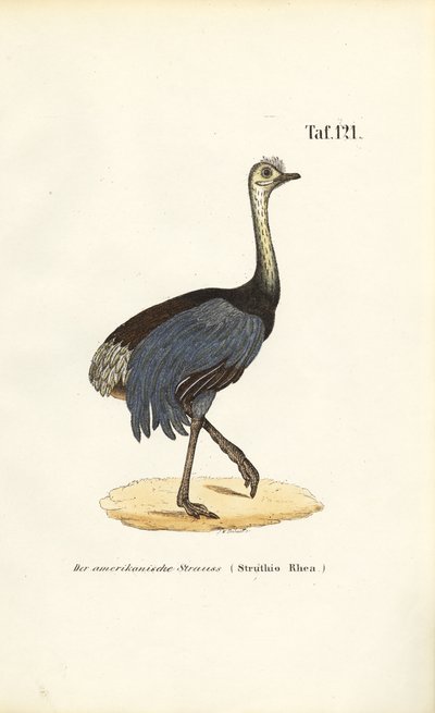 Greater Rhea af J. W. Tenhaeff