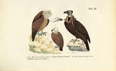 Gåsegrib og lammegrib af J. W. Tenhaeff