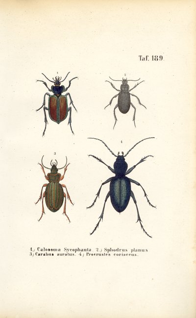Løbebiller af familierne Carabidae og Platyninae af J. W. Tenhaeff
