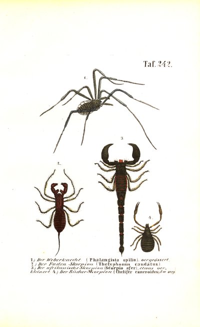 Høstmand og skorpioner af J. W. Tenhaeff