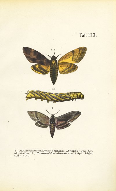 Høsommerfugle af familien Sphingidae af J. W. Tenhaeff