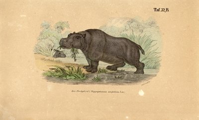 Flodhest ved Waterside af J. W. Tenhaeff