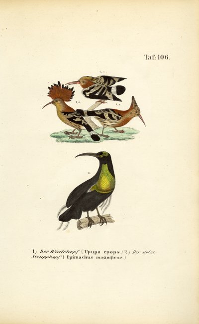 Hærfugl og storslået riffelfugl af J. W. Tenhaeff