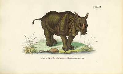 Indisk næsehorn af J. W. Tenhaeff