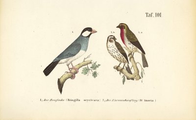 Jernspurv og rosenfinke af J. W. Tenhaeff
