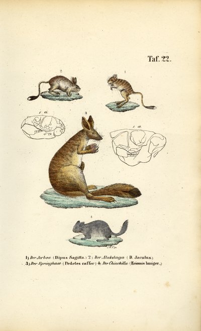 Hoppende gnavere af J. W. Tenhaeff