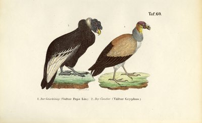Kongegrib og Andeskondor af J. W. Tenhaeff