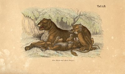 Løvinde med sine unger af J. W. Tenhaeff