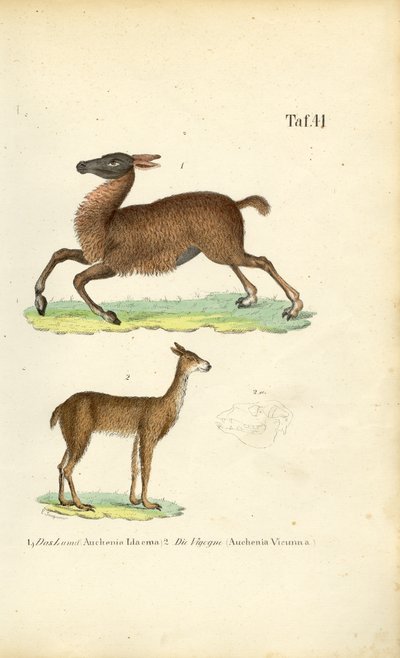 Lama og vicuña af J. W. Tenhaeff