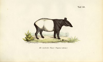 Malaysisk tapir af J. W. Tenhaeff