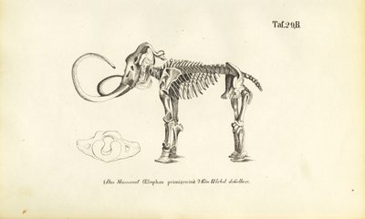 Mammut-skelet af J. W. Tenhaeff