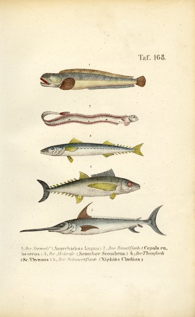 Havfisk i europæiske farvande af J. W. Tenhaeff