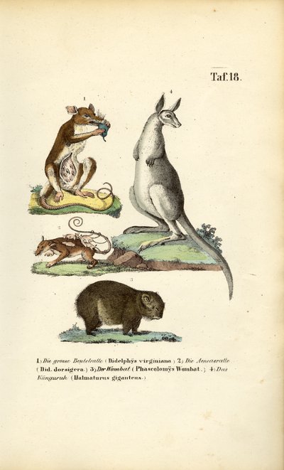Pungdyr fra Amerika og Australien af J. W. Tenhaeff