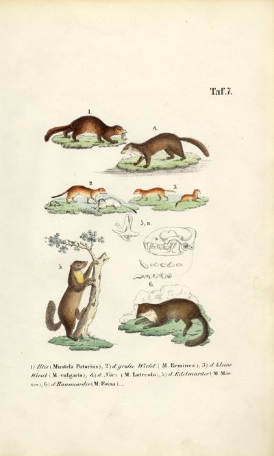 Mårart med illustration af kranium af J. W. Tenhaeff